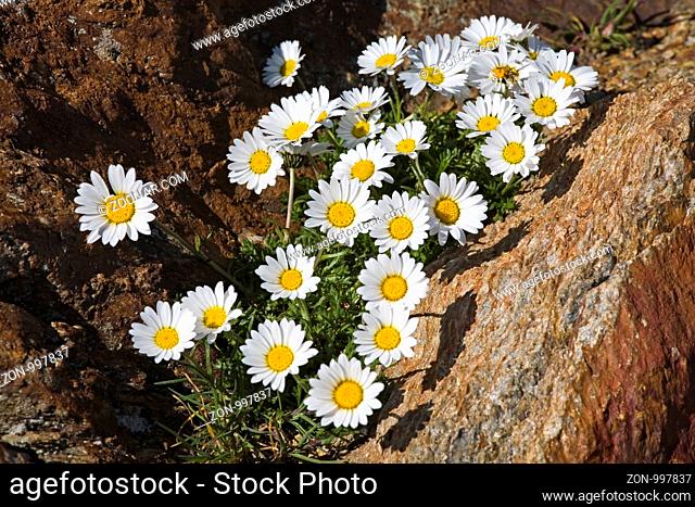 Alpenwucherblume, ein Korbblütengewächs das auch noch auf Höhen um 3000 Hm anzutreffen ist