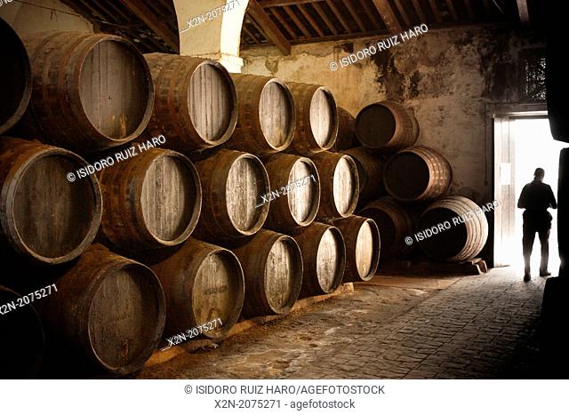 Wine and brandy barrels. Cellar. Sanlúcar de Barrameda. Cádiz. Andalucia. Spain