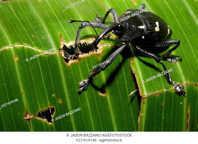 Black and white weevil, order Coleoptera, family Curculionidae  Photographed in Costa Rica
