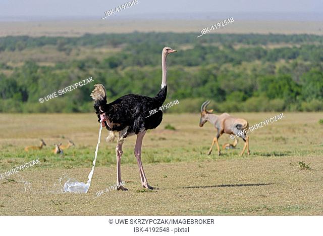 Ostrich (Struthio camelus), discharging excrement, Maasai Mara National Reserve, Narok County, Kenya