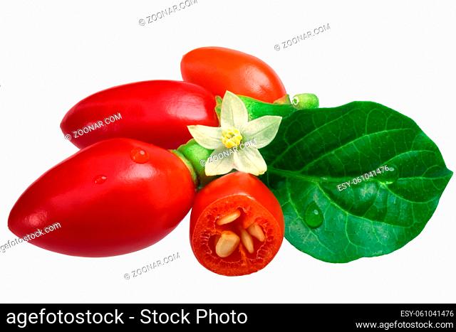 Capsicum chinense pepper pods, small, bullet-like, unknown variety with bloom and flowers. Clipping path