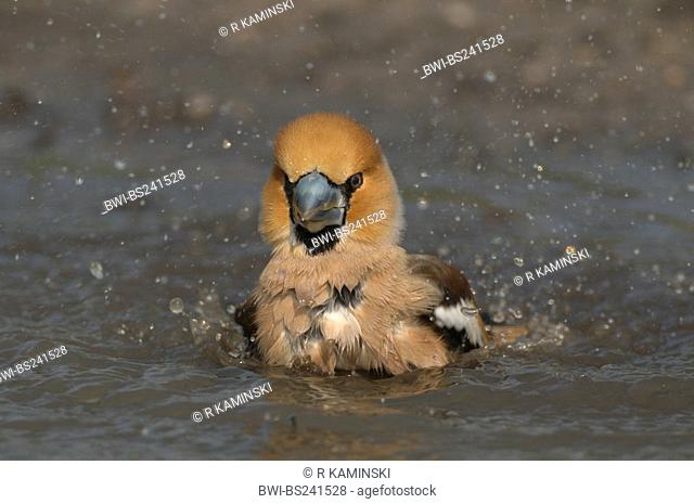 hawfinch Coccothraustes coccothraustes, male bathing in a puddle, Germany, Brandenburg