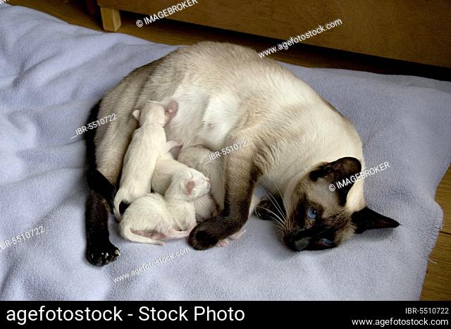 Domestic cat, Siamese, newborn kittens suckling from mother
