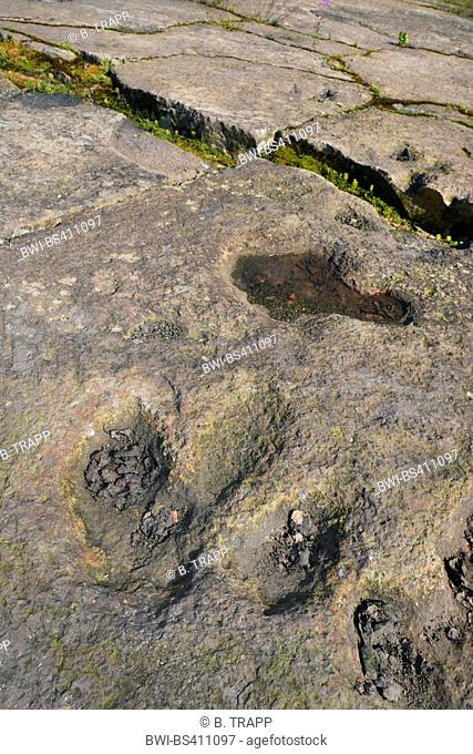 dinosaur footprints on sandstone, Germany, Lower Saxony, Obernkirchener Sandsteinbrueche, Obernkirchen