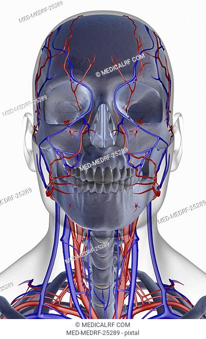The blood supply of the head, neck and face