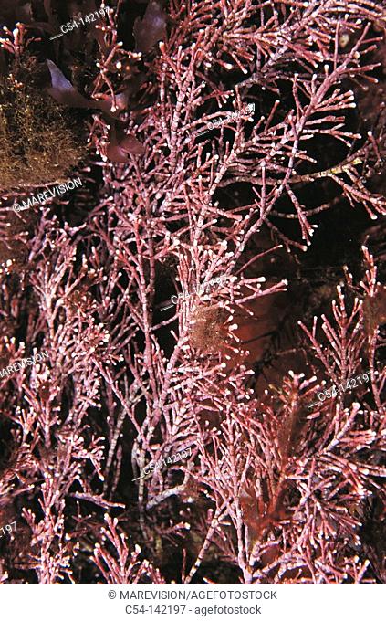 Red Seaweed (Corallina elongata). Galicia, Spain