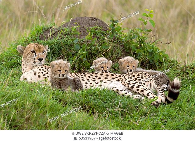 Cheetahs (Acinonyx jubatus), female with cubs, several weeks