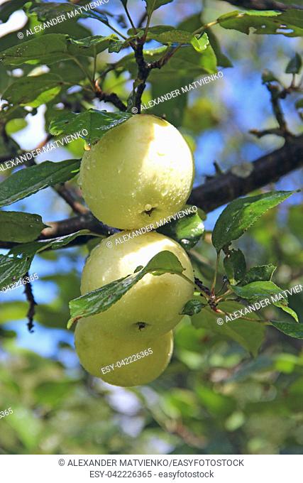 Ripe apples hang on tree in garden. Rich crop of white apples in rural garden