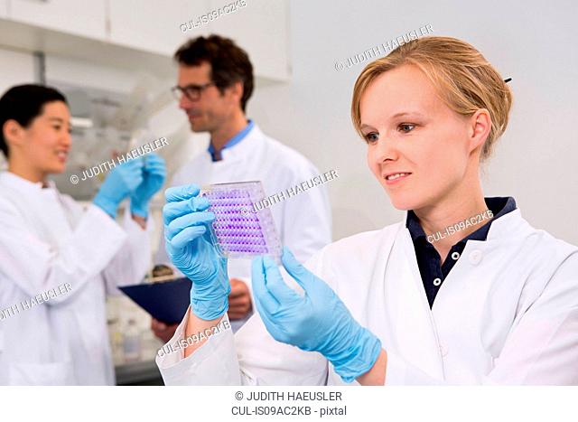 Scientist with 96-well microtiter plate with crystal violet solution to examine toxicity