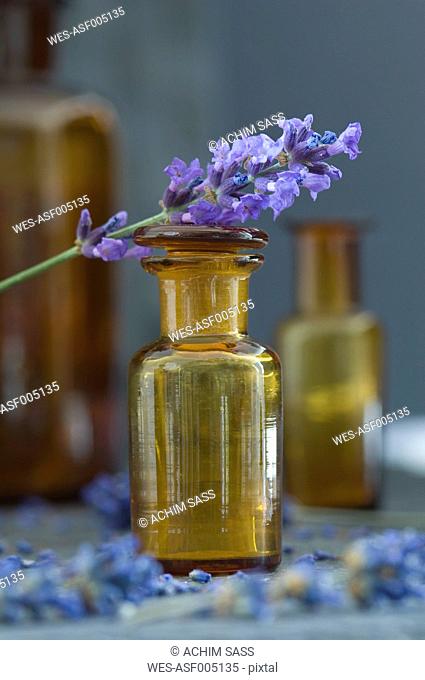 Twig of lavender on top of brown glass bottle