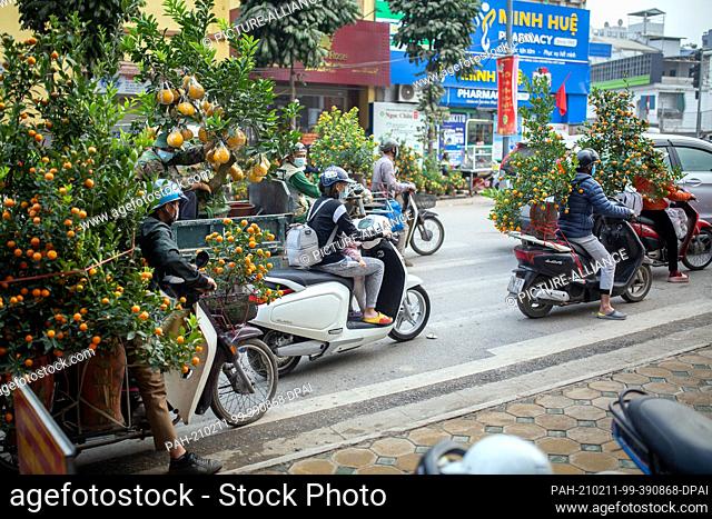 07 February 2021, Vietnam, Hanoi: People transport kumquat trees through the city on their two-wheelers. The background is the custom of decorating houses with...