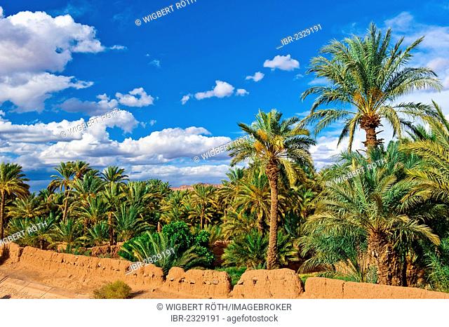 A palm grove with date palms (Phoenix) is surrounded by a washed out mud brick wall, Draa Valley, southern Morocco, Morocco, Africa