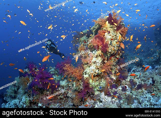 Diver, underwater landscape with coral tower, covered with soft corals in different colours, klunzinger's soft corals (Dendronephthya klunzingeri)