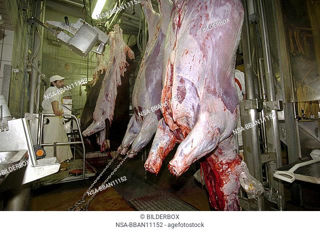 Cattle processing in the slaughterhouse