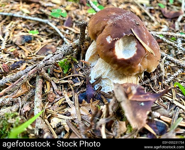 Boletus mushroom in the forest. Porcino from ground level