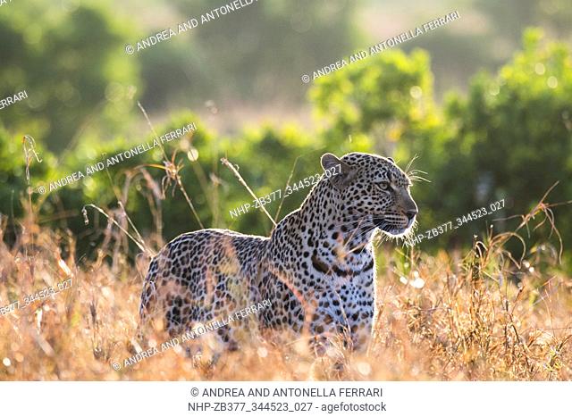 African leopard Panthera pardus pardus, Masai Mara National Park, Kenya, Africa