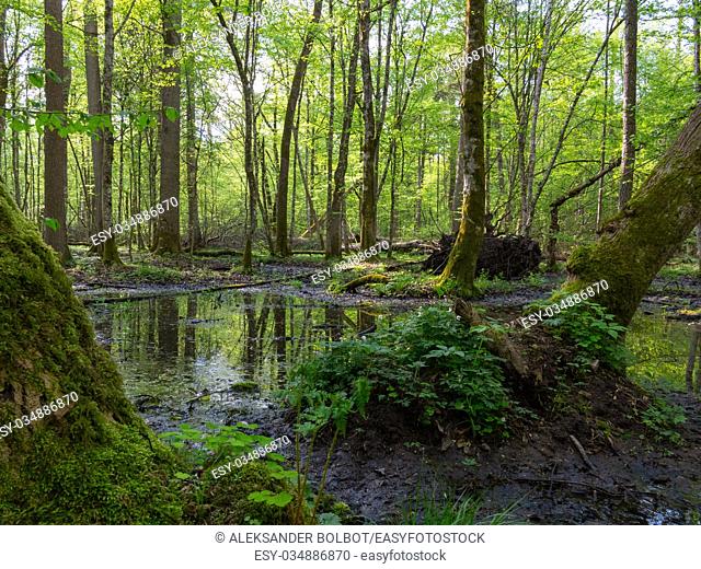 Whole moss wrapped hornbeams with some sorrel in springtime, Bialowieza Forest, Poland, Europe