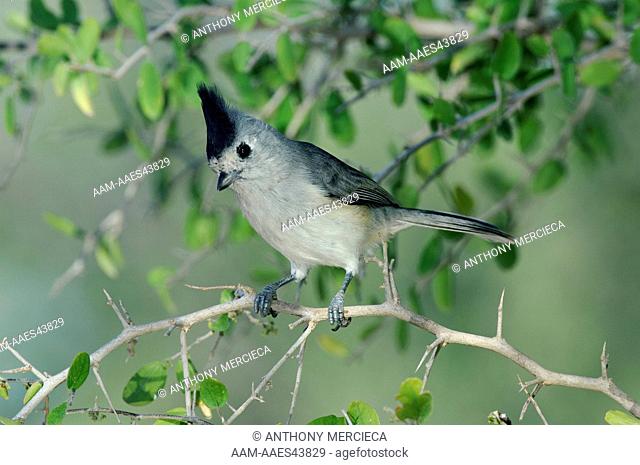 Black-crested Titmouse in tree