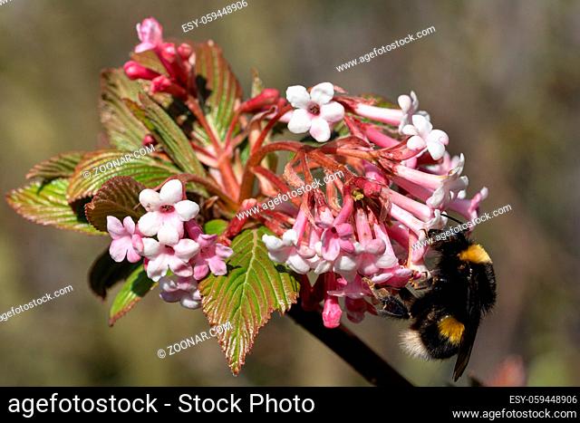 Buff-tailed Bumblebee (Bombus terrestris) on viburnum