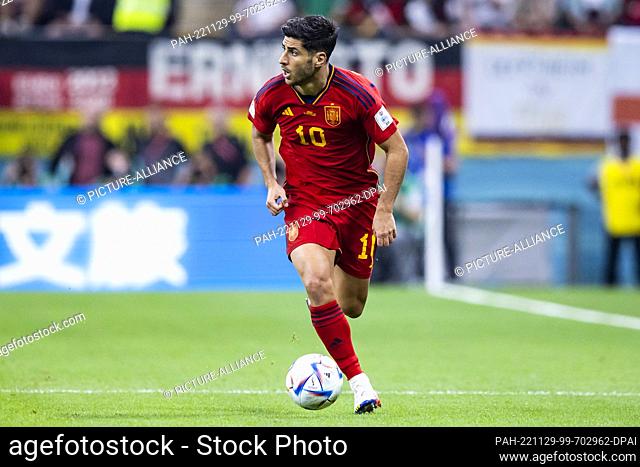 27 November 2022, Qatar, Al-Khor: Soccer: World Cup, Spain - Germany, preliminary round, Group E, Matchday 2, al-Bayt Stadium, Spain's Marco Asensio in action