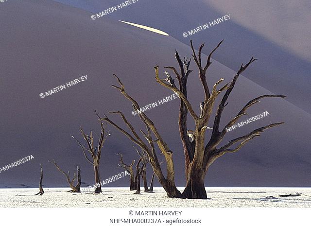 DEAD TREES IN DESERT Sossusvlei, Namib Desert, Namibia