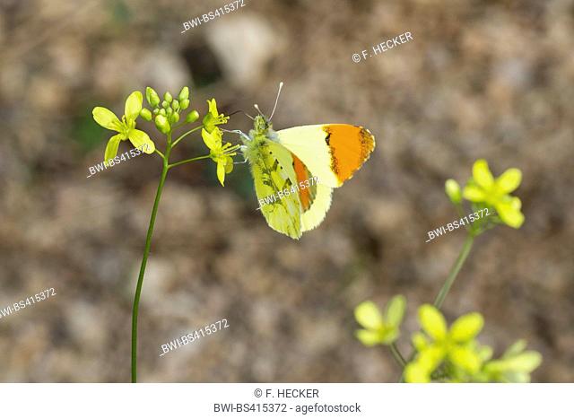 Moroccan Orange Tip, Provence Orange Tip (Anthocharis belia, Anthocharis eupheno, Anthocaris euphenoides), male on a flower, Germany