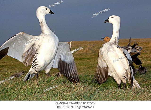 Falkland Islands , Sea LIon island , Upland Goose or Magellan Goose  Chloephaga picta  , fight between males