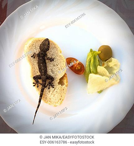 Lizard and bread with vegetable on plate