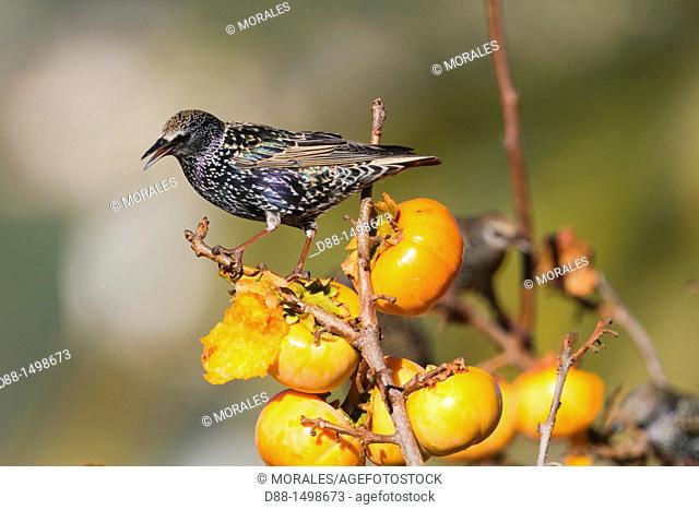 France , Alpes-Maritimes , Mandelieu , Starling  Sturnus vulgaris  , Order : Passeriformes , Family : Sturnidae , eating fruit of Diospyros kaki