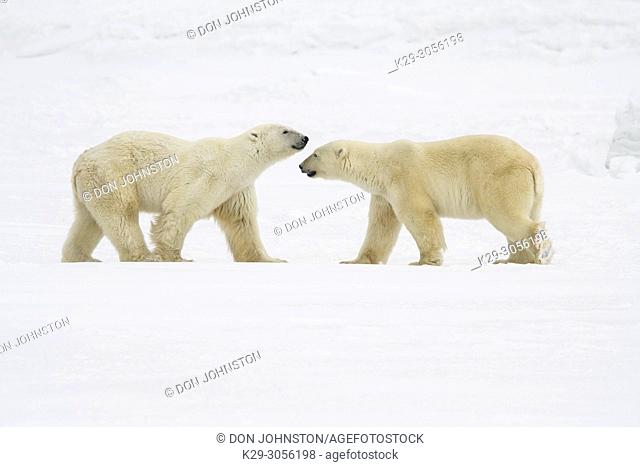 Polar Bear (Ursus maritimus) Sparring pair, Wapusk NP, Cape Churchill, Manitoba, Canada