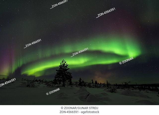 Nordlicht (Aurora borealis) ueber verschneiter Landschaft, Gaellivare, Norrbotten, Lappland, Schweden, Maerz 2013