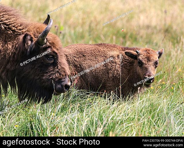 04 July 2023, North Rhine-Westphalia, Siegen: Bison stand in a meadow in the bison wilderness in the Sauerland region. After a long dispute over Germany's only...