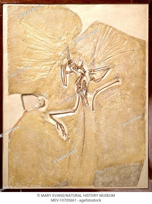 Main slab of rare fossil 'dinobird' and earliest bird found in the Upper Jurassic of Solenhofen in Germany, now on display at The Natural History Museum, London