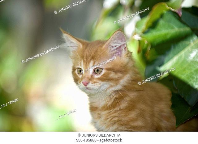 American Longhair, Maine Coon. Portrait of a male kitten (red tabby, 9 weeks old)