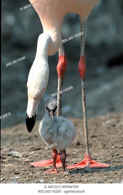 Chilean Flamingo with chick Phoenicopterus chilensis