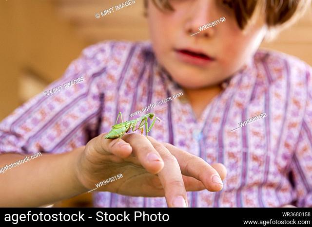 7 year old boy holding a praying mantis