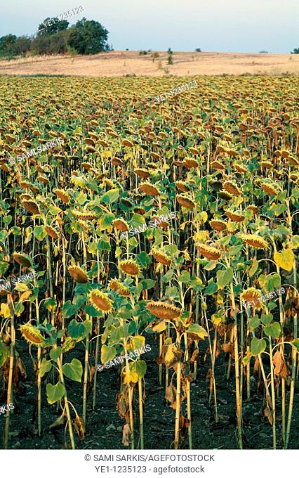 Dying sunflowers in field at sunrise, Aude, Alzonne, Carcassonne, France