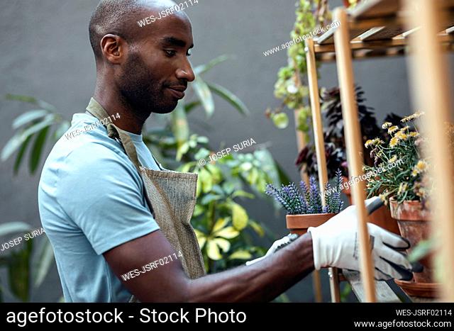 Bald man arranging plants on shelf in garden
