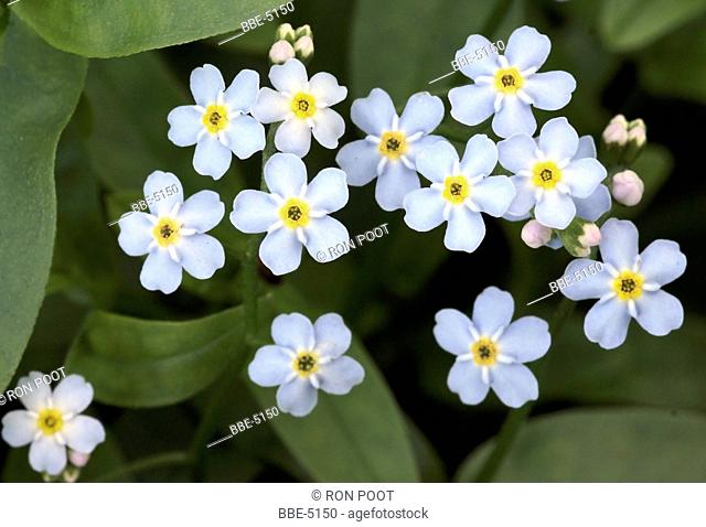 Bright blue flowers of Water Forget-me-not (Myosotis scorpioides)