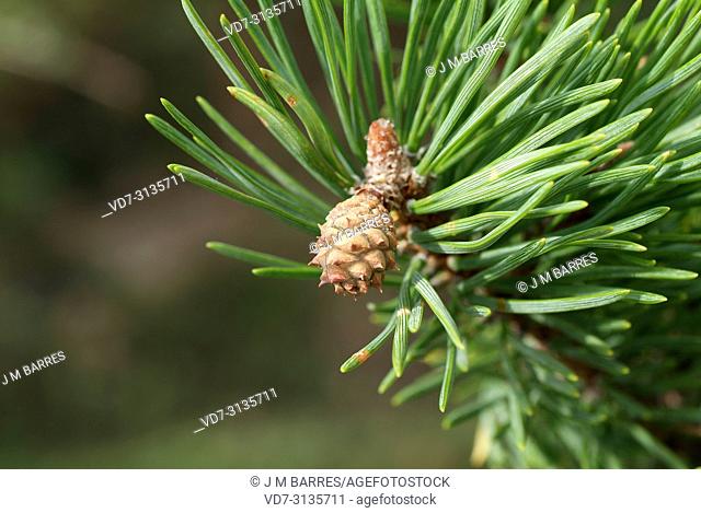Pyreneean pine (Pinus nigra salzmannii) is a coniferous tree native to Spain, southern France and north Africa. Young cone detail