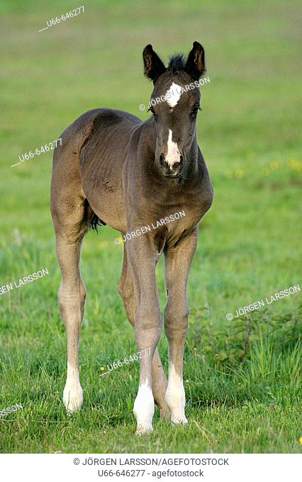 Swedish Warmblood horse foal