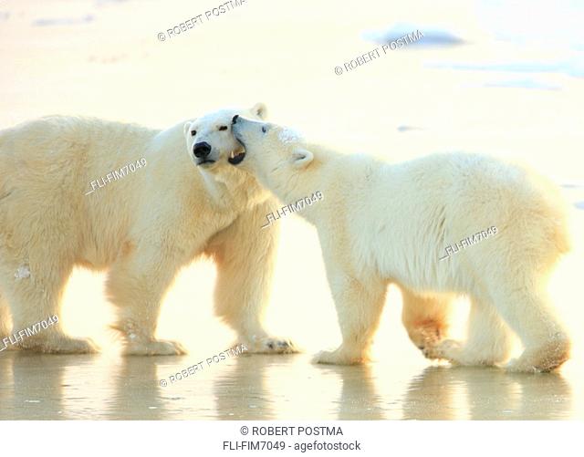 Mother and cub polar bears, Churchill, Manitoba