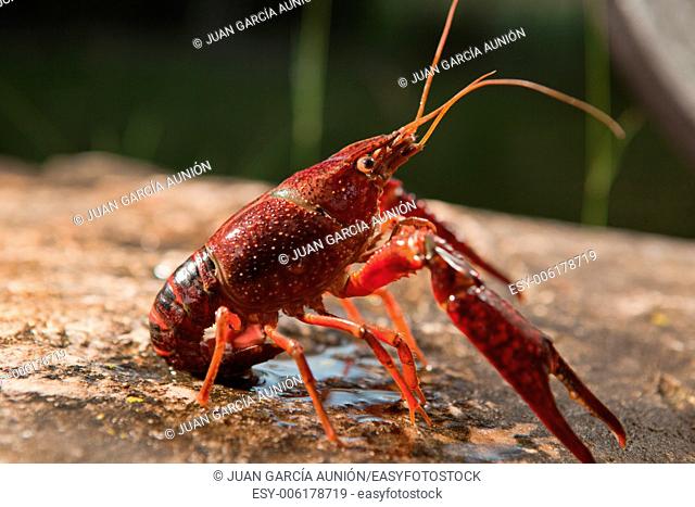 Portrait of procambarus clarkii, a freshwater crayfish species, native to the Southeastern United States, but found also on Europe, where it is an invasive pest