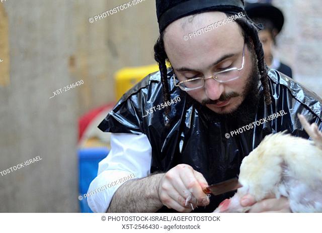 Kosher Chicken slaughter by a Shohet of the ultra religious Neturei Kata sect, Jerusalem, Israel. The Shohet cuts the chickens throat