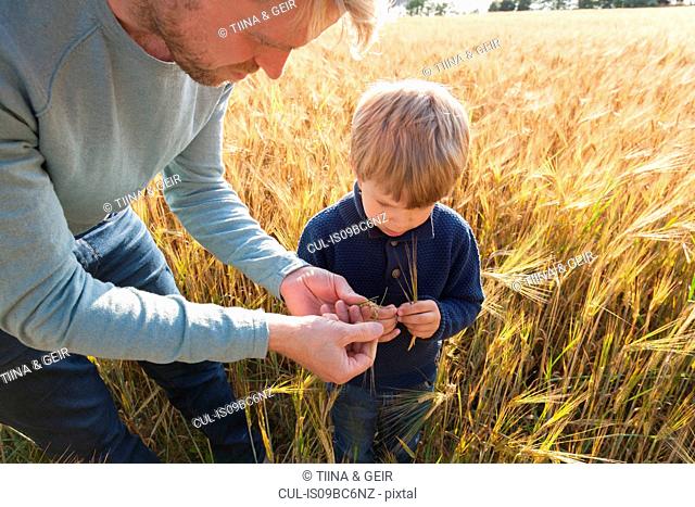 Father and son in wheat field examining wheat, Lohja, Finland