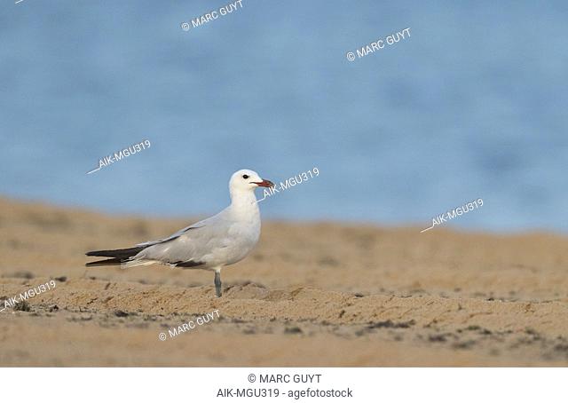 Second-summer Audouin's Gull (Ichthyaetus audouinii) standing on a beach in southern Spain