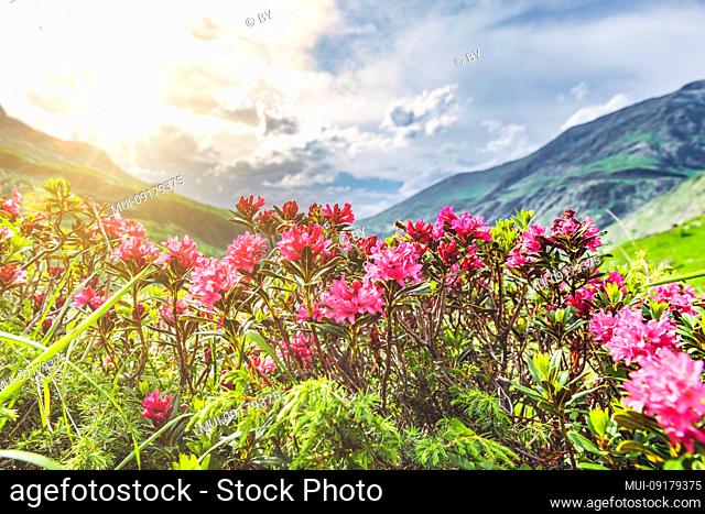 Alpine roses in the mountains