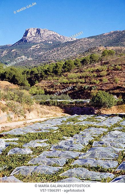Vineyard and mountain. Sierra Espuña Nature Reserve, Murcia province, Spain