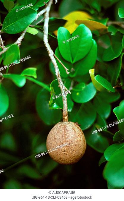 Cannonball mangrove fruit, sometimes called monkey-puzzle nut Tropical Australia, East Africa, Asia-Pacific region