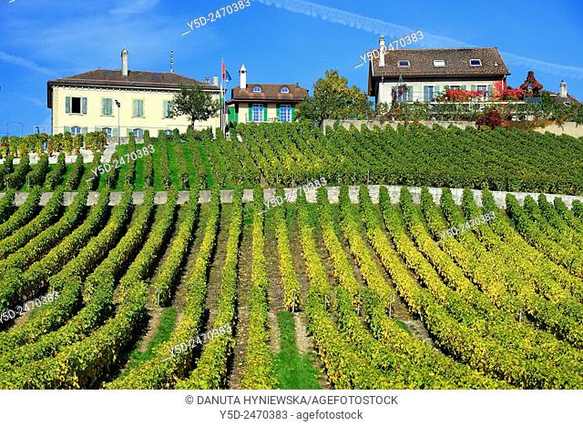 Europe, Switzerland, Canton Vaud, La Côte, Morges district, Féchy vineyards, early autumn